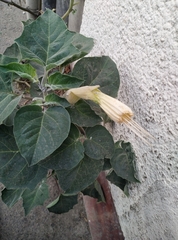 Datura innoxia