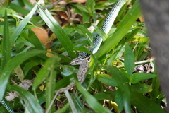 Chrysopelea paradisi