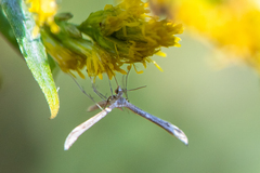 Lioptilodes albistriolatus