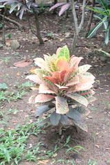 Codiaeum variegatum