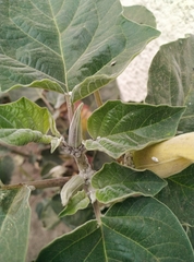 Datura innoxia