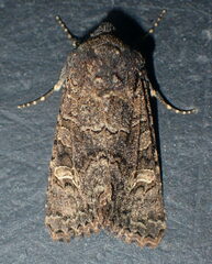 Aporophyla chioleuca