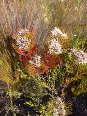 Serruria ascendens