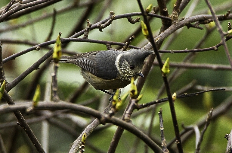 Grey Crested Tit
