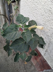 Datura innoxia