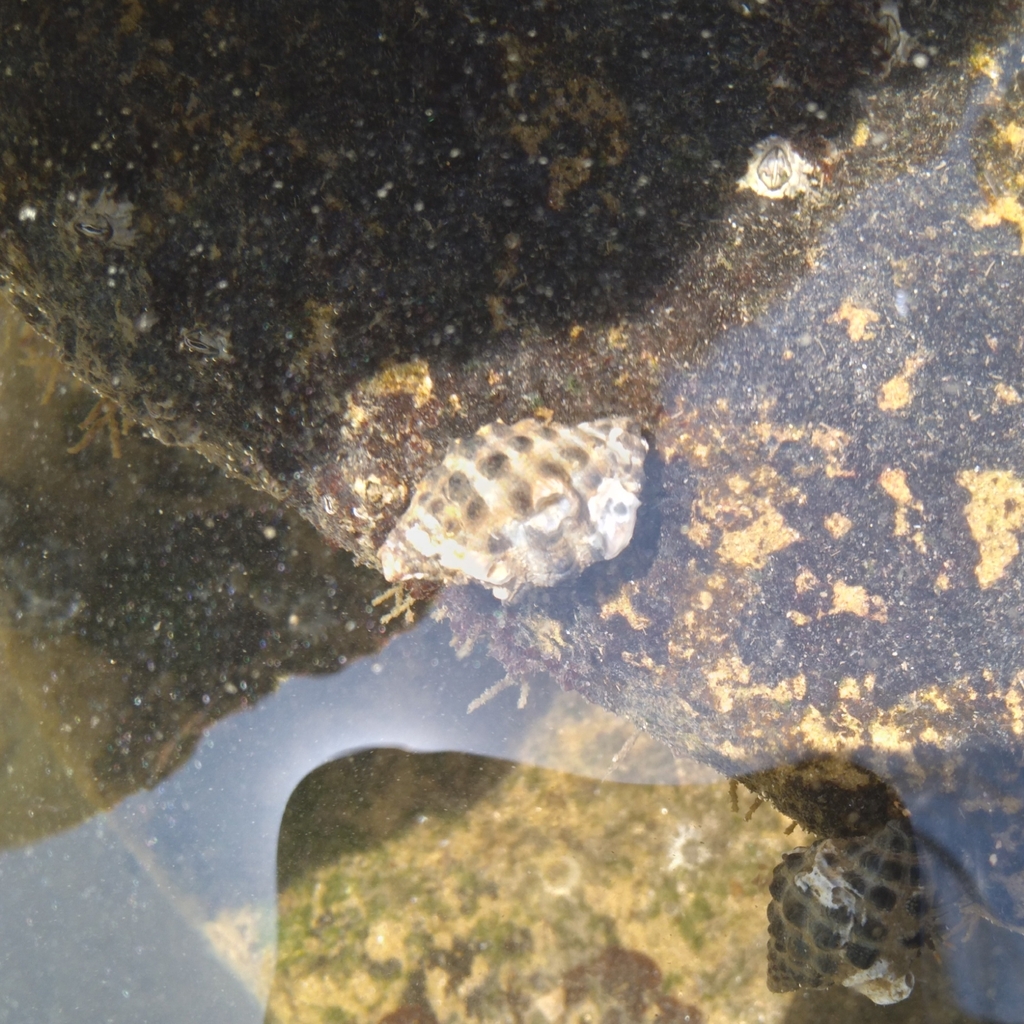 Arakawania granulata