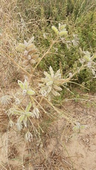 Lupinus cosentinii