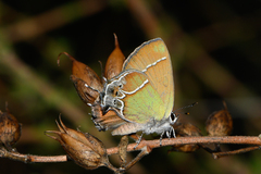 Callophrys xami xami