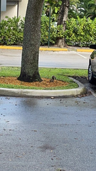 Sciurus carolinensis