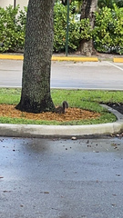 Sciurus carolinensis