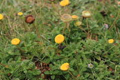 Cotula discolor