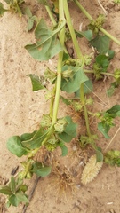 Rumex hypogaeus