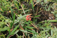 Indigofera tomentosa