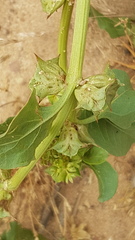 Rumex hypogaeus
