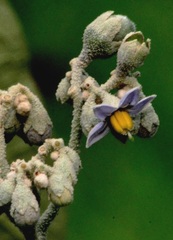 Solanum granulosoleprosum