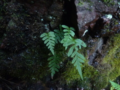 Polypodium appalachianum