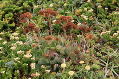 Crassula nudicaulis