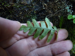 Polypodium appalachianum