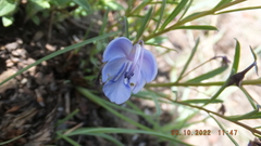 Rotheca