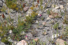 Indigofera capillaris