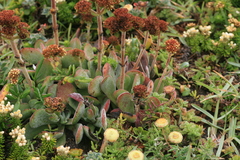 Crassula nudicaulis