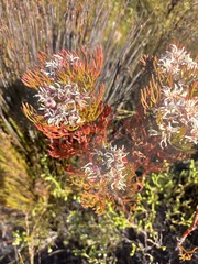 Serruria ascendens