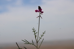 Indigofera capillaris