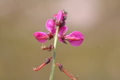 Indigofera capillaris
