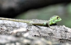 Basiliscus plumifrons
