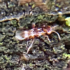 Anastatus semiflavidus