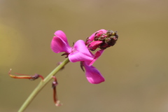 Indigofera capillaris