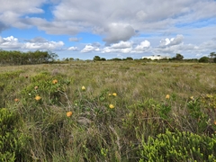 Leucospermum cuneiforme