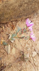 Lampranthus elegans