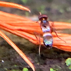 Anastatus semiflavidus