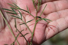 Indigofera capillaris