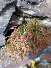 Asplenium septentrionale