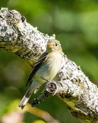Empidonax minimus