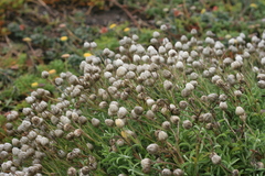 Achyranthemum argenteum