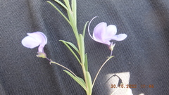 Rotheca