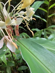 Hedychium flavescens