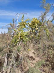 Phragmanthera guerichii