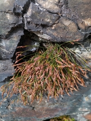 Asplenium septentrionale