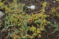 Drosanthemum candens