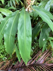 Hedychium flavescens