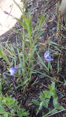 Rotheca