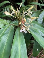 Hedychium flavescens