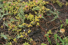 Drosanthemum candens