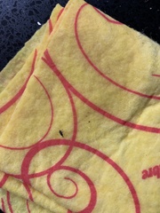 Aphis gossypii