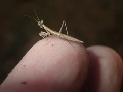 Apteromantis aptera