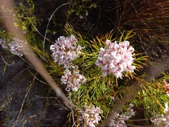 Serruria rubricaulis